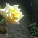 Bibi Perez - Facebook