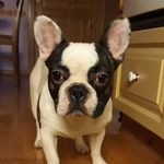 Bibi-Robinson🐶 - @bibi_robinsonn - Instagram