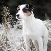 Bibi - @bibi_the_jackrussell - TikTok