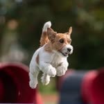 Bibi - @jack_russell_bibi - Instagram