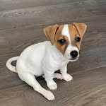 BIBI JACK RUSSELL TERIER🇵🇱 - @bibi_jack_russell_terier - Instagram
