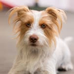 Bibi 🐾jackrussell🇧🇷 - @bibijackrussellterrier1 - Instagram