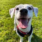 Bibi-Naughty Jack Russell🙈🐶😁 - @bibi_the_snowy_jrt - Instagram