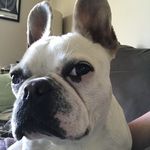 Bibi Sanders - @bibi_the_alligator_pig - Instagram