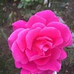 Bibi Sattar - @sattarbibi - Instagram