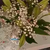 Bibi Schmidt - @bibischmidt1 - TikTok