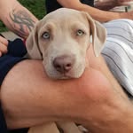Bibi Sheppard - @bibi_bully - Instagram