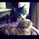 G & K Sedillos - @bibi_tucker_catagram - Instagram