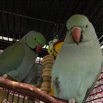 Bibi Ullah - @bibiullah - Instagram