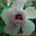 Bibi Wahab - Facebook
