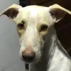 BibiWood24 - @bibiwood24 - TikTok