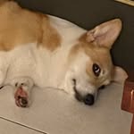 楊偷筆 Tobby - @bibiyang220 - Instagram