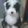 Bibiana Chavez376 - @bibianita639 - TikTok