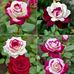 Bidisha Roy - Facebook