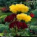 Bidyut Roy - Facebook