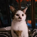 Big Mac - @bigmac_thechonkycat - Instagram