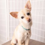Big Mac - @big.mac.little.dog - Instagram