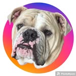Big Mac 🍔 - @bigmac_thebulldozer - Instagram