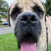 Big Swole, The Mastiff Pup - Facebook