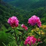 Bijit Dhar - @amisom1990 - Instagram