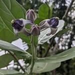 Bijit Dhar - @bijit.dhar.503 - Instagram