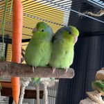 littlelovebirds - @bilbo_bella - Instagram