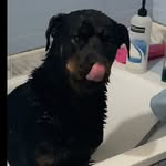 Billa dog - @billa_ho - Instagram