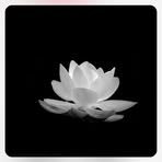 Bill Bach Lam - Facebook