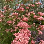 Ward Jouri - @billbalash2 - Instagram