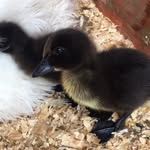 Barnaby, Bagster and Bill - @barnaby.bagster.bill.the.ducks - Instagram