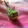 Basil and bill - @basil.bill - TikTok