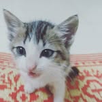 Lord_Billu_Batten - @lord_billu_batten - Instagram