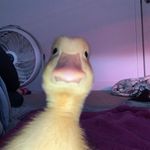 Bill Bean Duckenberry - @bill_daduck_ - Instagram