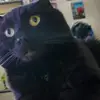 billbean951 - @billbean951 - TikTok