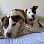 Billy & Beane - @bbilly_bbeane - Instagram