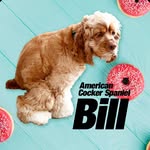 アメリカンコッカースパニエル Billくん - @billbeerbill - Instagram