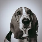 Billbee The Basset - @billbeethebasset - Instagram