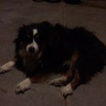 billy the kid beecroft - @billy_boy_494 - Instagram
