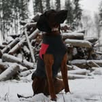 Кексик - @billbeily - Instagram