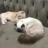 Bill below 🐈 - @bella.cat13 - TikTok