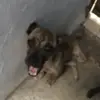 Benito el pugbill - @benitoelpugbill - TikTok