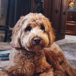 Bill Biller - @billbillerthedoodle - Instagram