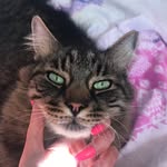 💚🐾 Bill Bills 🐾💚 - @billythelazycat - Instagram