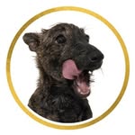 Funny Dog ~ Cute Puppy - @sir_billy_blackstone - Instagram