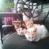 Bill Blessett893 - @billblessett0 - TikTok