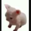 bil - @borra.bill - TikTok
