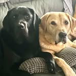 Billy Bothwell - @billybothwell68 - Instagram