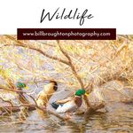 Bill Broughton Fine Art Photography - @bill.broughton.photography - Instagram