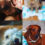 BILL,  BOOMER E BRUCE - @bill_boomer_e_bruce - Instagram