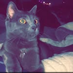Billie Brumley - @kill_bill_kitty - Instagram